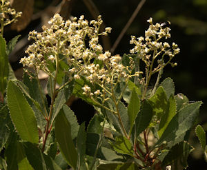 2008-06-23_3 Toyon Cropped TN.jpg - 44910 Bytes